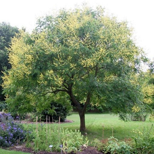 Chinese vernisboom (Koelreuteria paniculata)